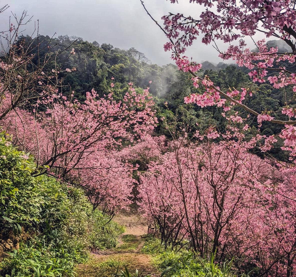 【生命之道,生存之旅,雲在青山水在瓶】 427882275 10161412521709485 6026958151127785892 N